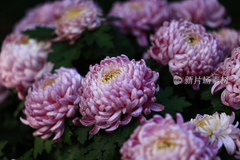 杭州植物园菊花展盛开的粉红色菊花特写