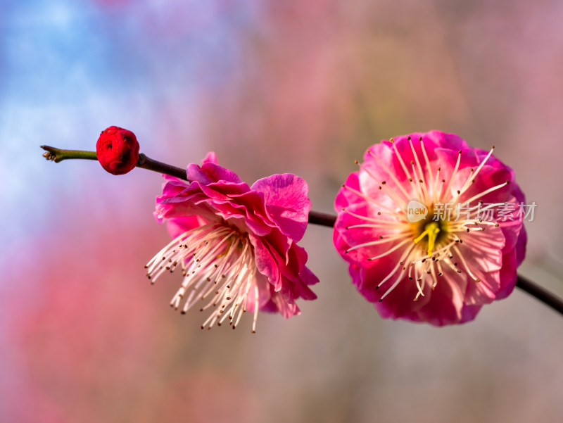 微距下的梅花