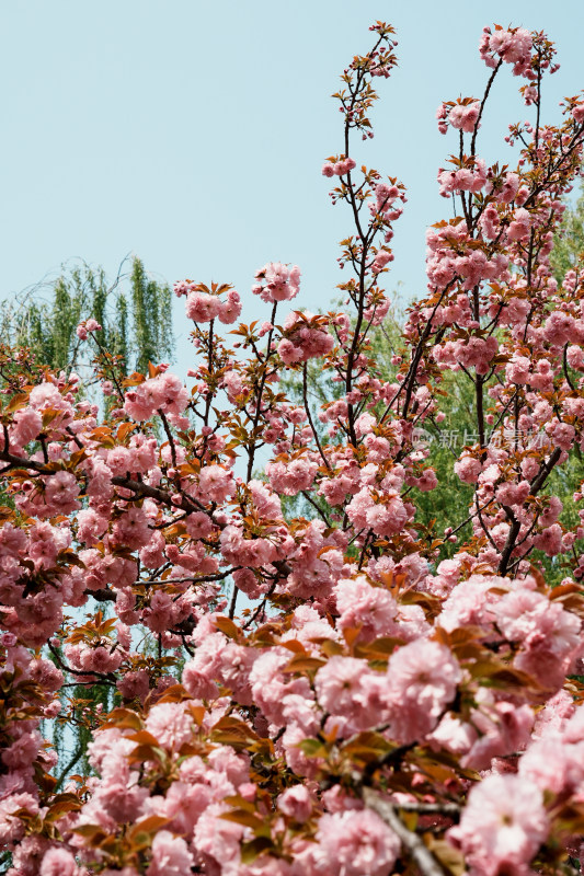 北京莲花池公园樱花