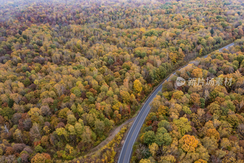 秋季森林与道路