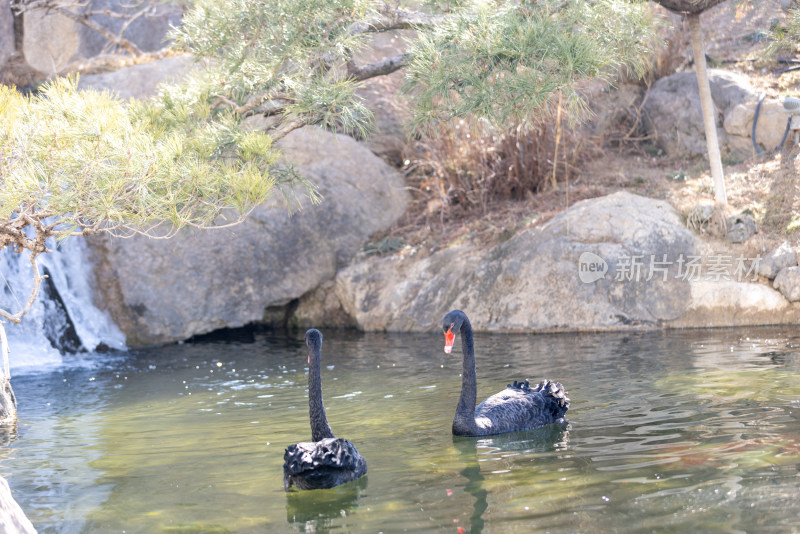两只在湖里游动的黑天鹅