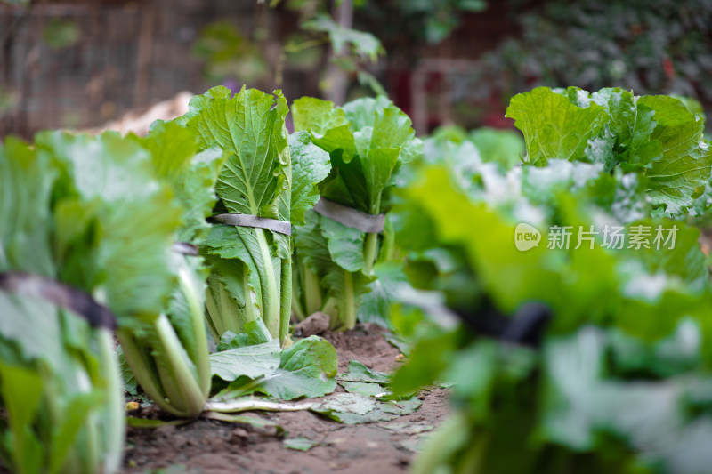 菜园里种植的白菜