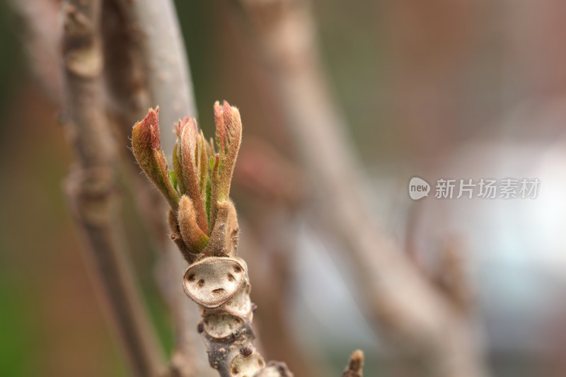 春天的香椿芽