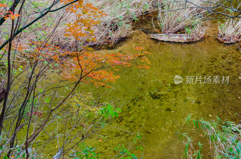 河南省洛阳白云山九龙潭秋天风景