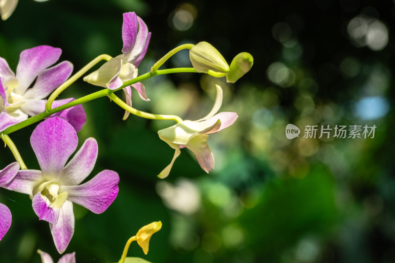 上海辰山植物园兰花微距特写