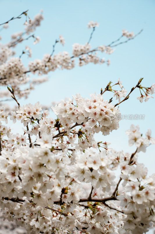 北京星河湾公园樱花