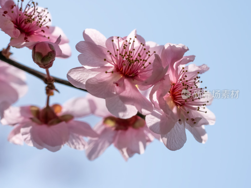 春暖花开粉红色梅花开放自然风景特写