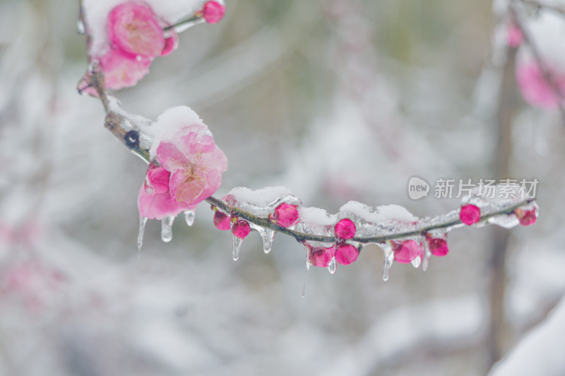 武汉东湖梅园雪中梅花盛开