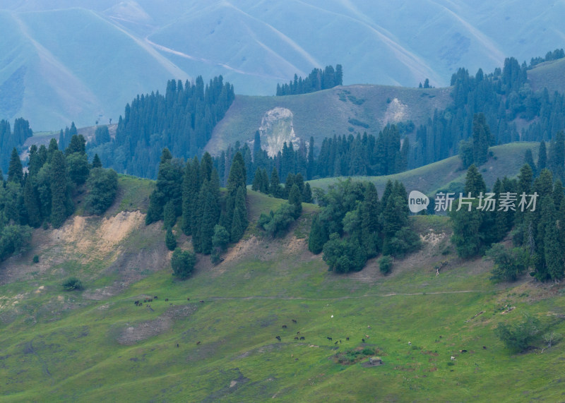 航拍夏天的新疆恰西森林公园风景