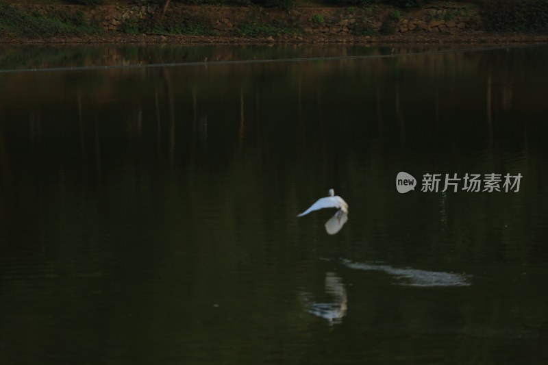 水面上飞翔的白色飞鸟