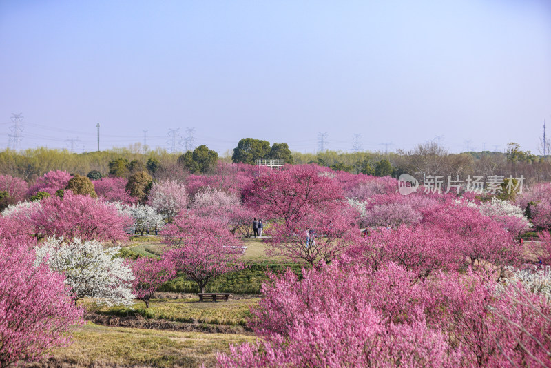 花开海上梅花节