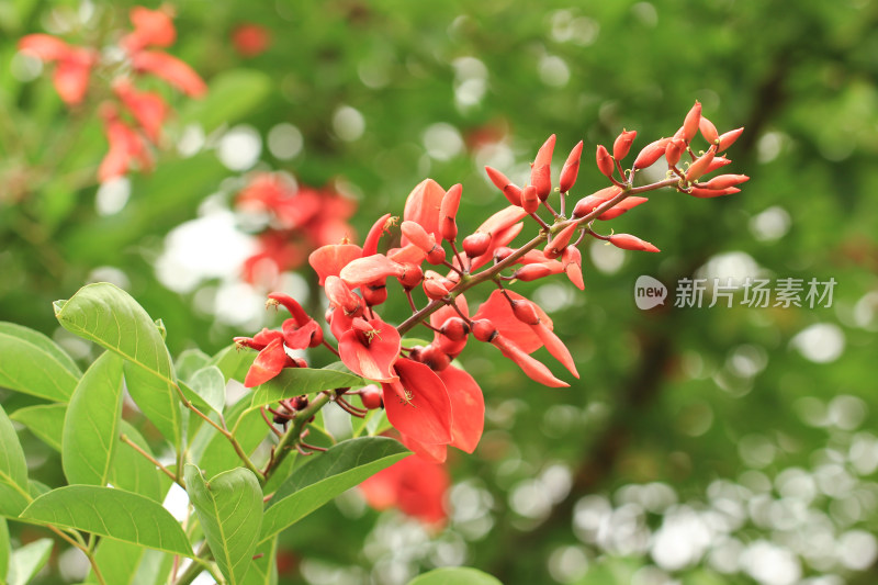 鸡冠刺桐,冠刺桐,海红豆,象牙红,象牙花