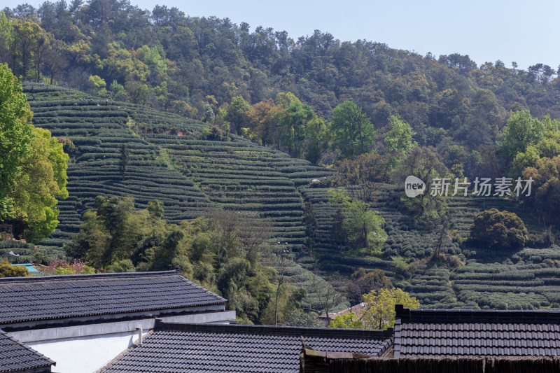 杭州杨梅岭绿意盎然的梯田式茶园