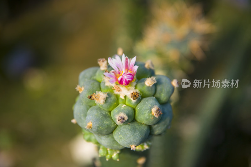 仙人球多肉植物