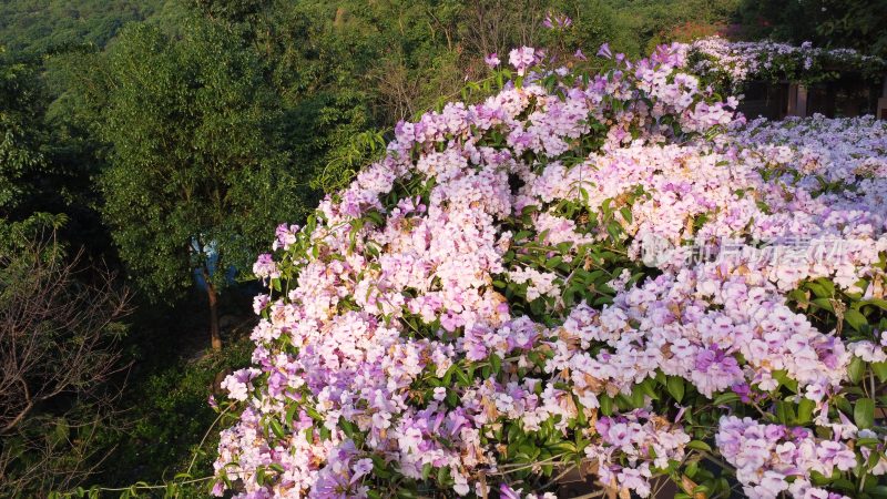 广东东莞：蒜香藤花开