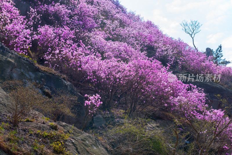 青岛大珠山杜鹃花风光