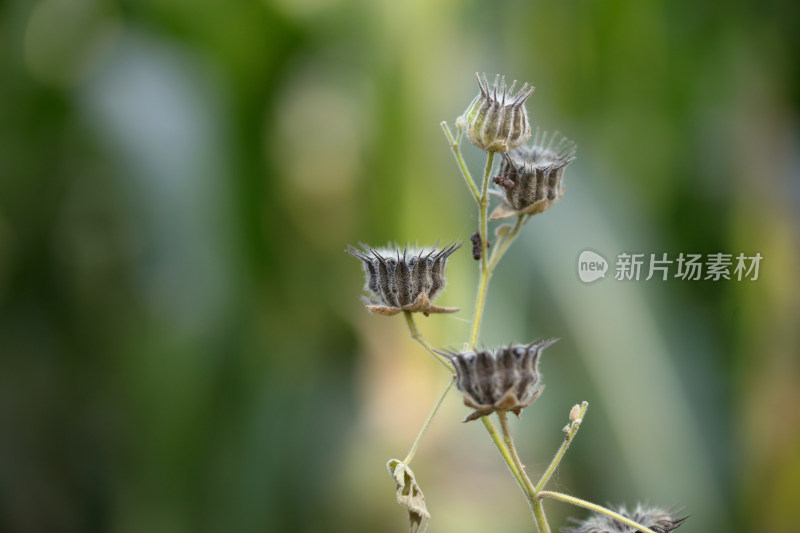 秋天野生苘麻成熟的种子