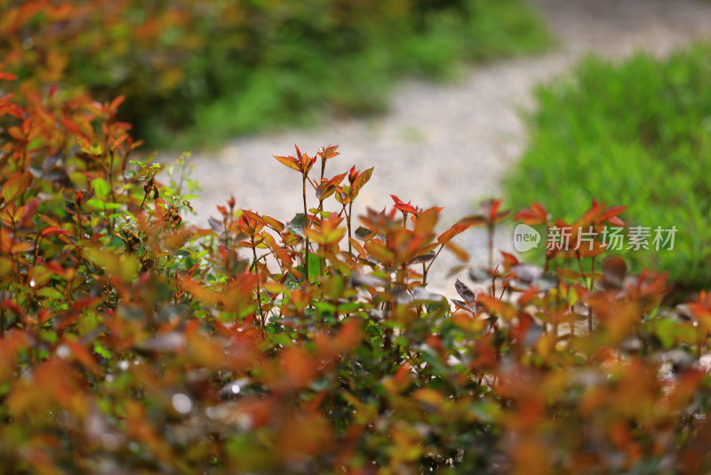 清晨阳光里带露珠的月季花植株特写