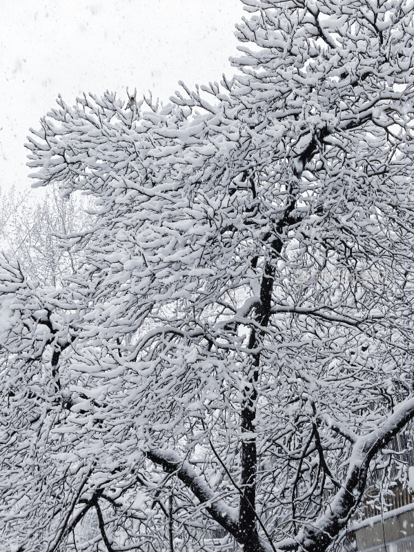 暴雪天银装素裹的树