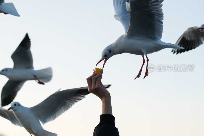 冬天在昆明滇池喂红嘴鸥