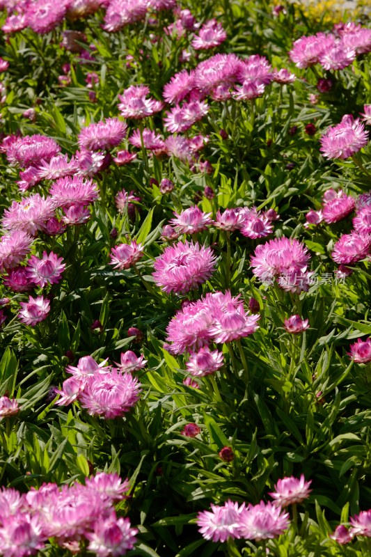 厦门园博苑郁金香花展上的蜡菊