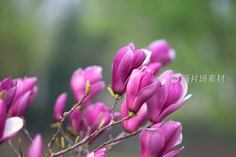 漂亮的红玉兰花在枝头