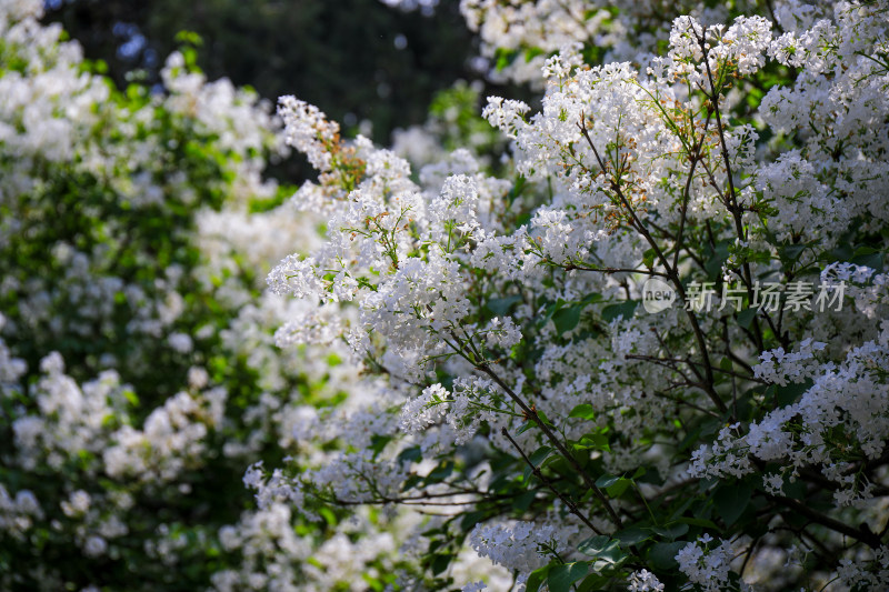 白色丁香花