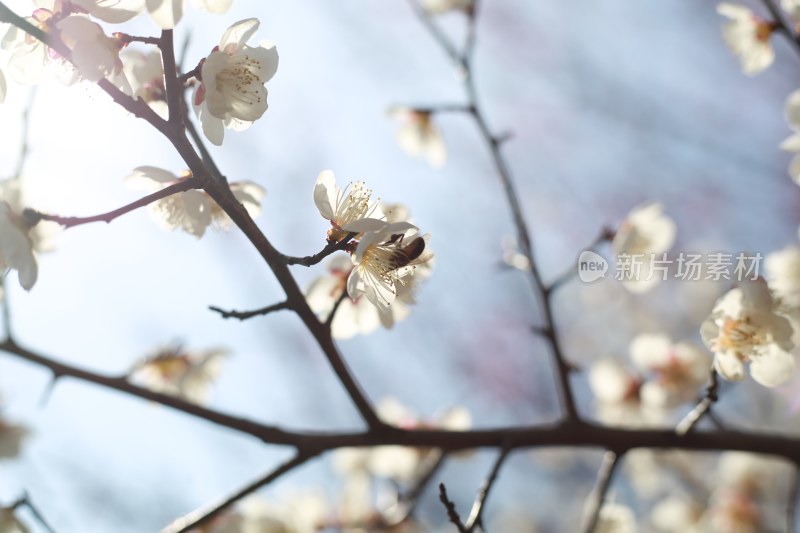 梅花 春梅绽放