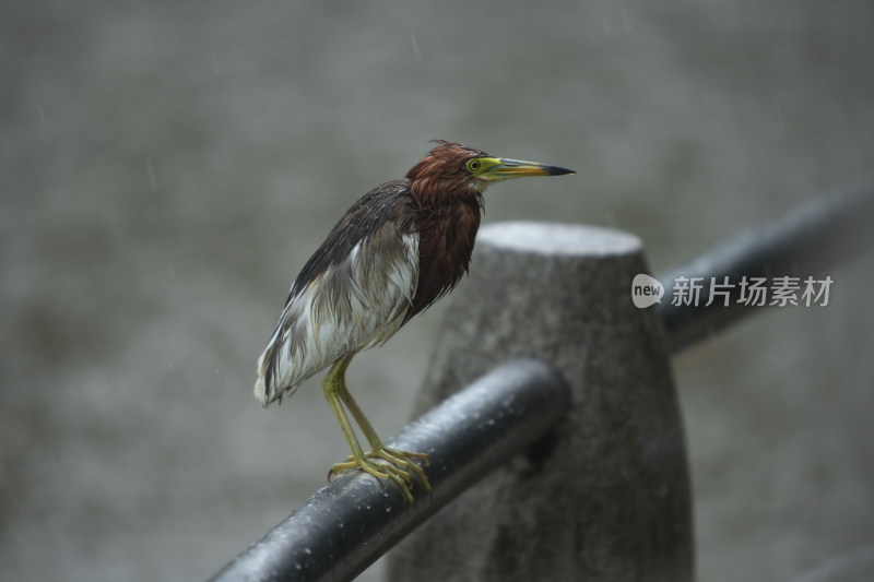 暴雨天一只池鹭站在栏杆上