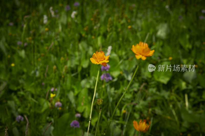 夏天的花草