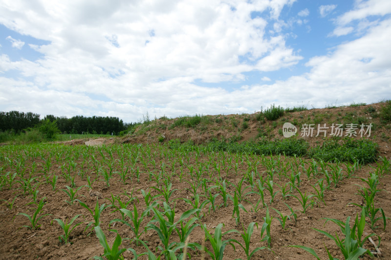 大面积的玉米苗在农田里