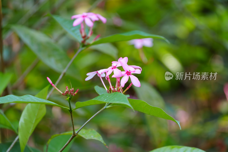 粉红色开花植物红花蕊木