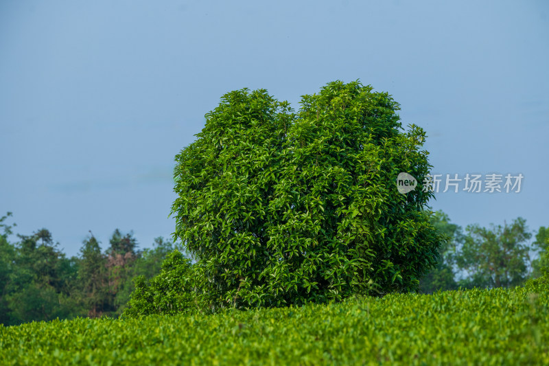 春天的长沙乌山茶场航拍