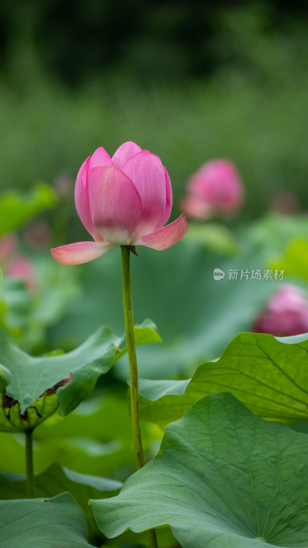 特写盛开的荷花图片