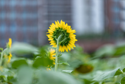 向日葵花