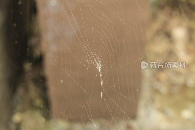 蜘蛛网微距特写镜头