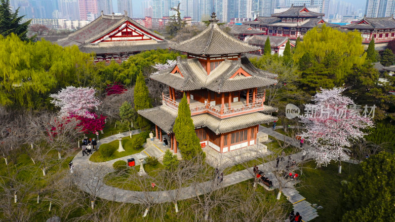 西安青龙寺樱花