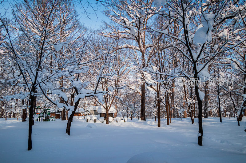 积雪覆盖树木的冬季公园景致