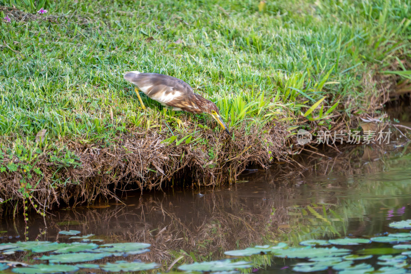 栖息在水域旁的池鹭