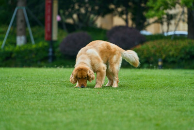 晴天在户外草地上欢快活动的金毛寻回犬