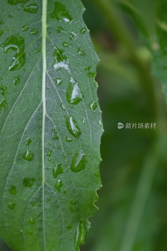 夏天雨后挂满雨水的叶子