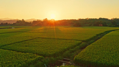 粤港澳大湾区稻田风光航拍