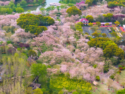 航拍上海宝山顾村公园樱花季樱花