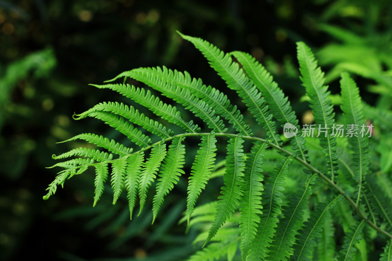 蕨类植物叶片背景