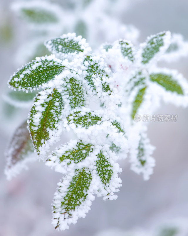 覆雪绿植特写