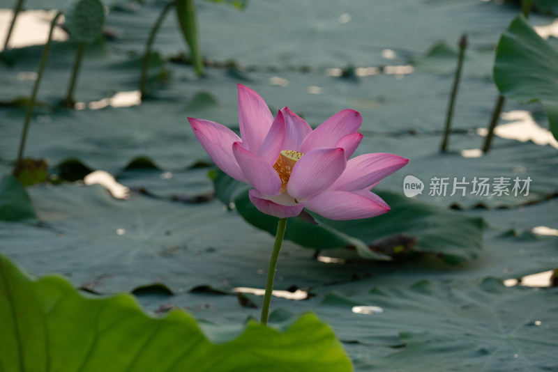 二十四节气夏至池塘盛开的荷花