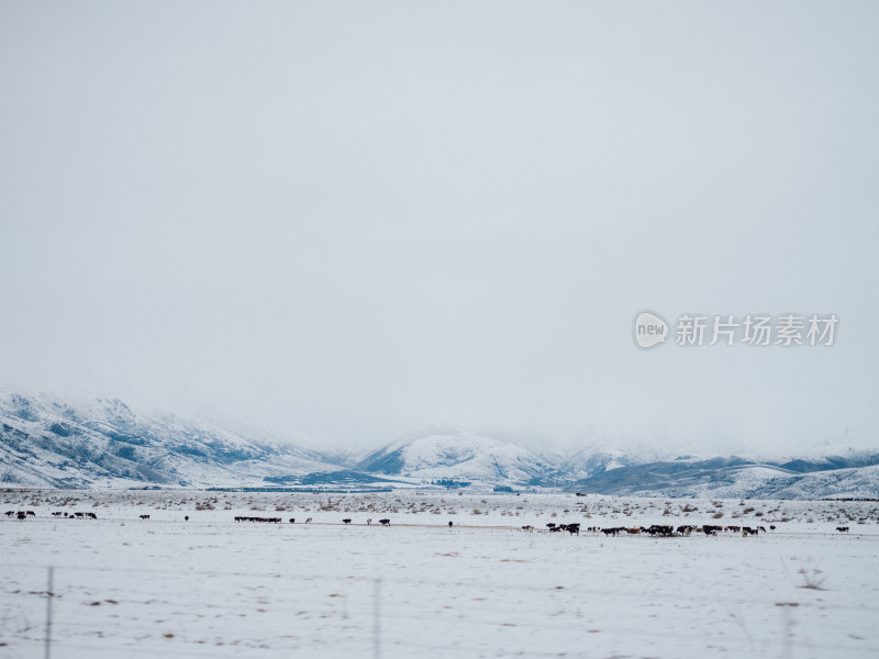 蒂卡波湖农场雪景 牛群