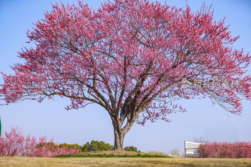 花开海上梅花节