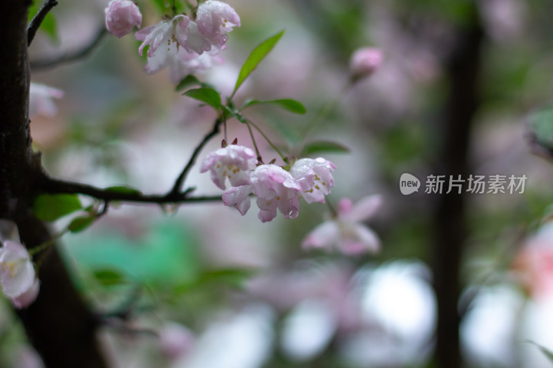 雨中的粉色海棠花素材