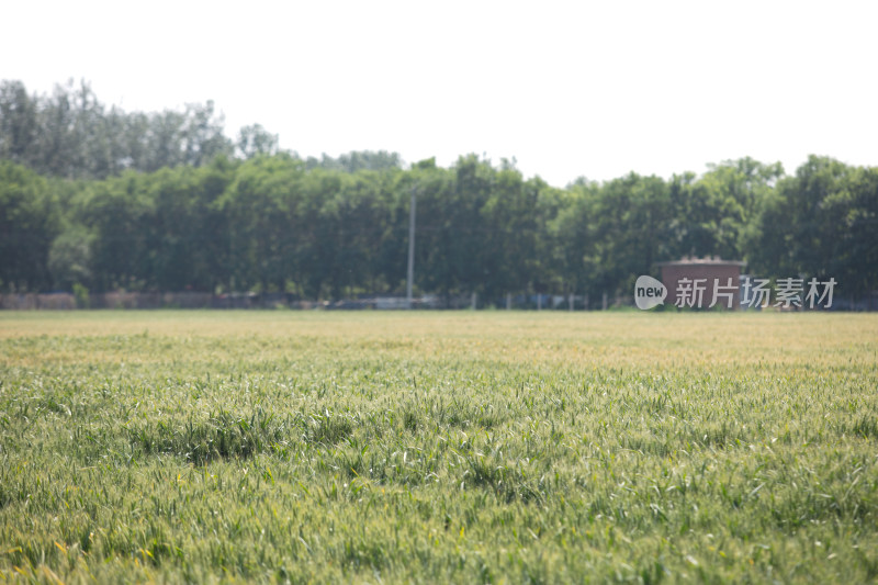 夏季即将成熟的麦田在户外